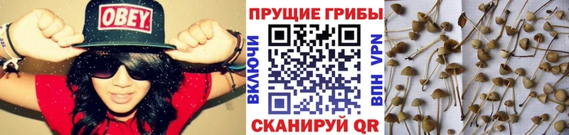 маркетплейс наркотические препараты  Порхов  Галлюциногенные грибы Psilocybe  ОМГ ОМГ ONION 